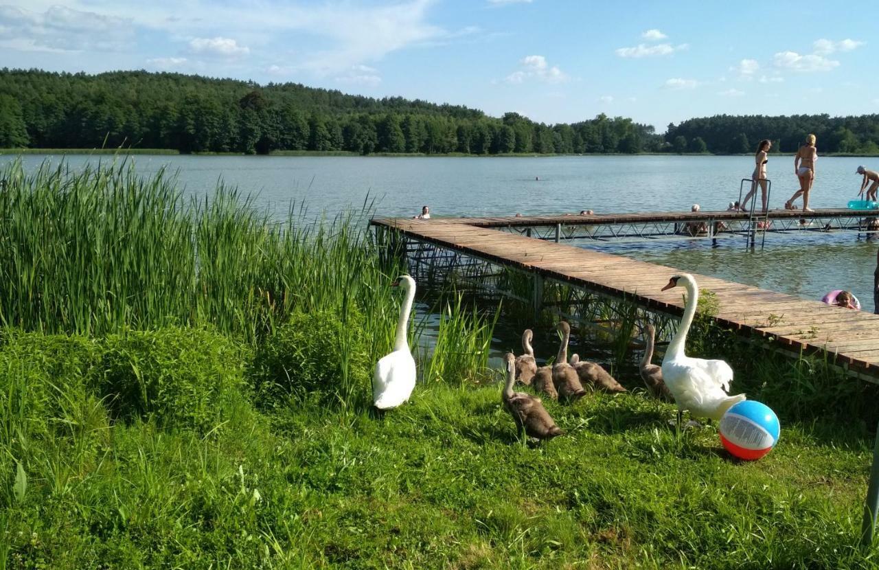 Koci Grzbiet Agroturystyka Dzierzazno Wielkie المظهر الخارجي الصورة